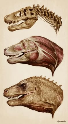 three different types of dinosaurs are shown in this drawing