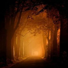 an empty road surrounded by trees in the fog