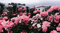 many pink flowers are blooming in front of a white building on a cloudy day