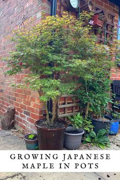 a small tree growing in a pot next to a brick building with the words growing japanese maple indoors