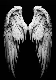two white wings on a black background
