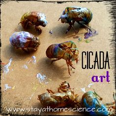 four colorful bugs sitting on top of a piece of paper with the words ciada art