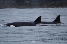 two orca whales swimming in the water