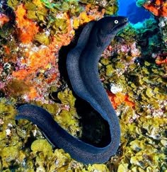 a black sea snake is on the reef