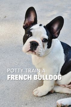 a small black and white dog sitting on top of a cement floor next to a sign that says potty train a french bulldog