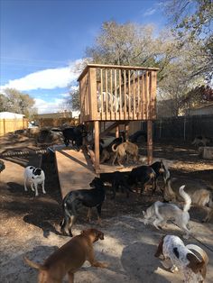 a group of dogs are standing in the dirt near a wooden structure and fenced area