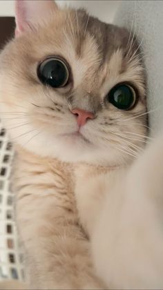 a close up of a cat with big eyes