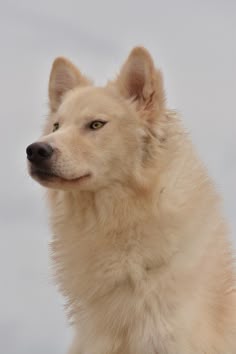 a white dog with blue eyes looking off into the distance while standing on snow covered ground