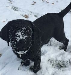a black dog is standing in the snow