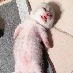 a small white kitten laying on top of a floor
