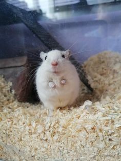 a small rodent is sitting in its cage