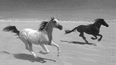 two horses running in the sand near each other