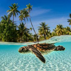 a turtle swimming in the ocean with palm trees and blue sky above it's surface