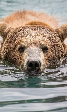 a brown bear swimming in the water with it's head above the water surface