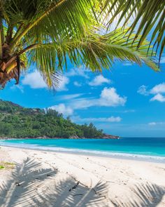 a beach with palm trees and blue water