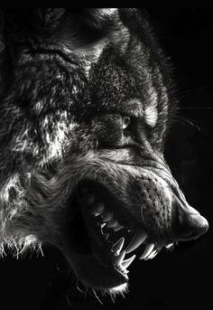 a black and white photo of a wolf with its mouth open
