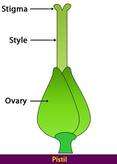 the parts of a flower are labeled in this diagram, including stigma style and ovary