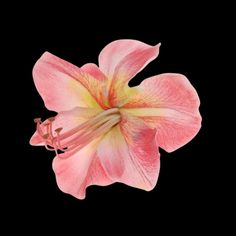 a pink flower with yellow stamens in the center on a black background photo