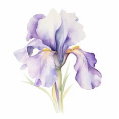 a painting of a purple flower on a white background