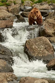 a large brown bear standing on top of a river next to rocks and water flowing down it's sides