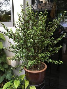 a potted plant sitting on top of a metal stand next to other plants in front of a building