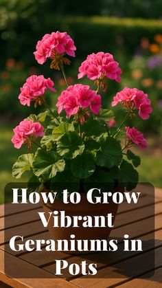 a potted plant sitting on top of a wooden table with text overlay reading how to grow vibrant geraniums in pots