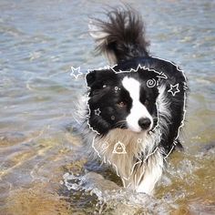 a black and white dog in the water with stars on it's back legs