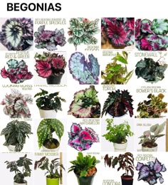 a bunch of different types of plants in pots with the words begonias above them