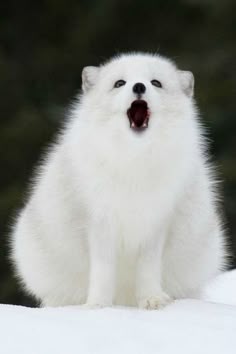 a white polar bear yawns while sitting in the snow