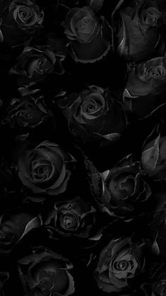 black and white photograph of many roses