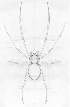 a drawing of a spider with long legs