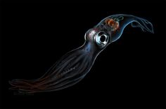 an image of a squid that is floating in the air