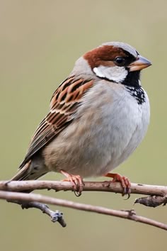 a bird sitting on top of a tree branch with brown, white and black feathers