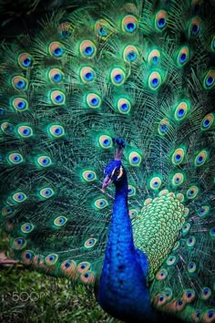 a peacock with its feathers spread out in front of it's head and tail