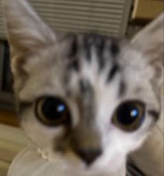 a close up of a cat with blue eyes