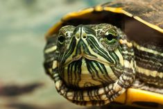 a close up view of a turtle's head and neck with its eyes wide open