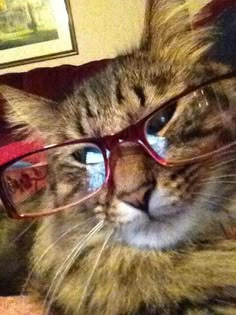 a cat wearing glasses laying on top of a bed