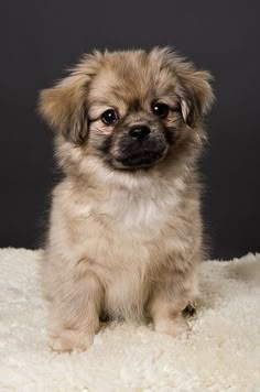 a small brown and white dog sitting on top of a fluffy rug in front of a black background