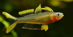an orange and yellow fish with blue eyes swimming in the water next to green plants