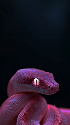a close up of a pink snake on a black background
