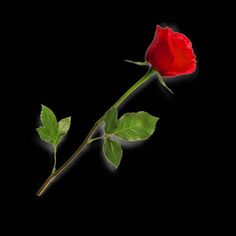 a single red rose with green leaves on a black background