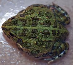 a green frog sitting on top of a cement floor next to a white object with holes in it's back end