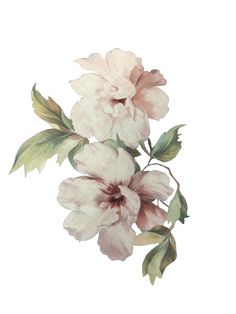 two pink flowers with green leaves on a white background