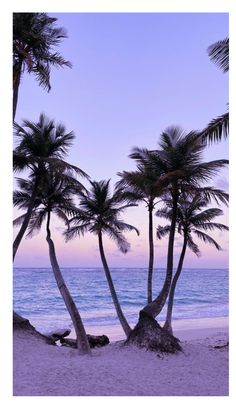 palm trees line the beach at sunset with blue water and purple sky in the background