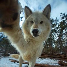 a white wolf standing on its hind legs in the snow