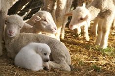 a group of sheep standing next to each other on top of dry grass and straw