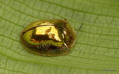 a beetle sitting on top of a green leaf