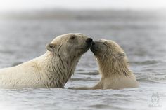 two polar bears are touching each other in the water, with their noses close together