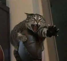 a cat that is sitting on top of a leather ball with its mouth wide open