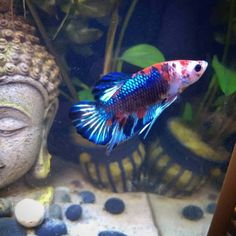 a blue and red fish swimming in an aquarium next to a buddha statue on the rocks